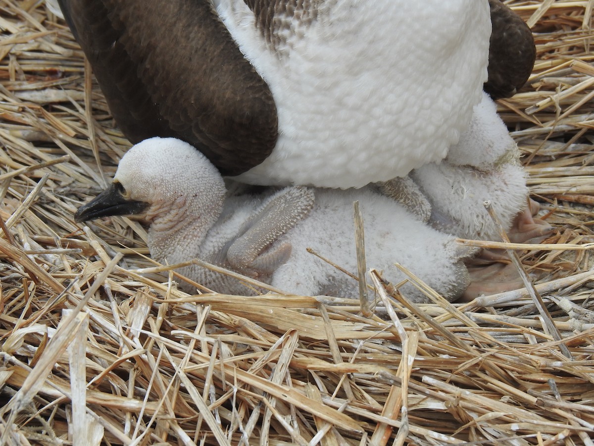 Blue-footed Booby - ML640387500
