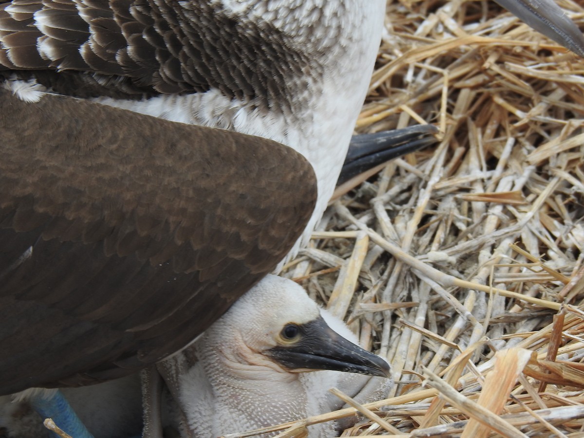 Blue-footed Booby - ML640387502