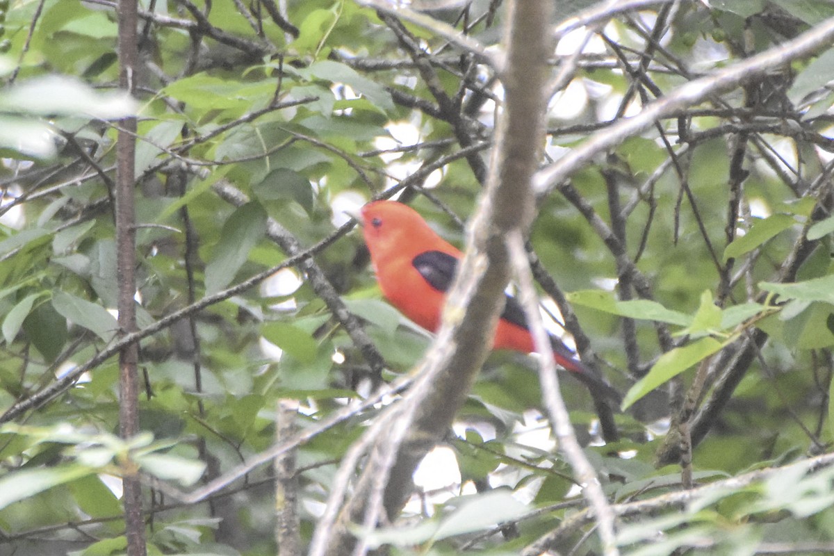 Scarlet Tanager - ML640387536