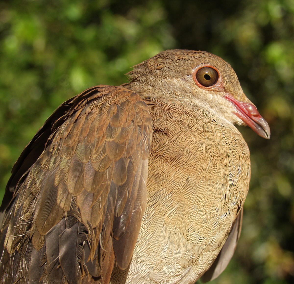 Ruddy Quail-Dove - ML640387545
