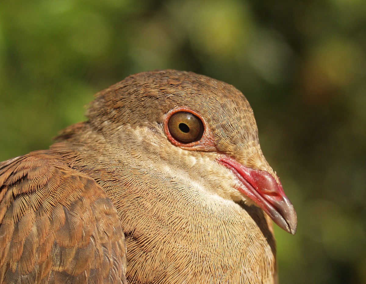 Ruddy Quail-Dove - ML640387547