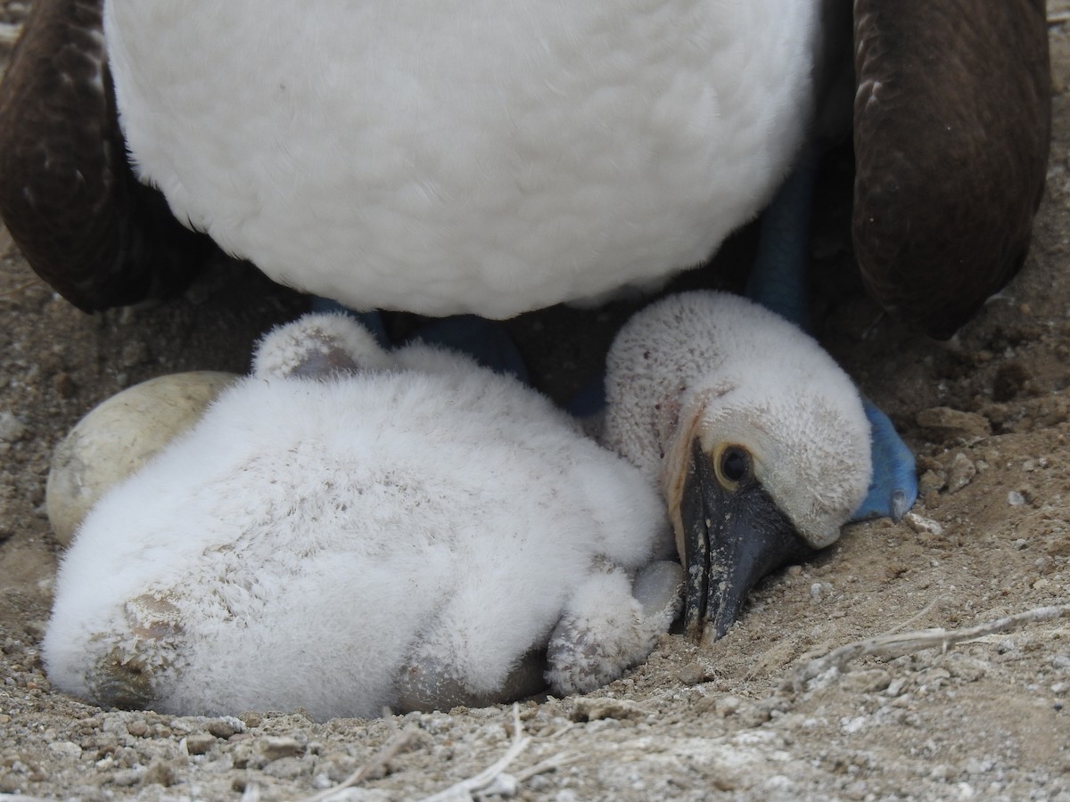 Blue-footed Booby - ML640387557