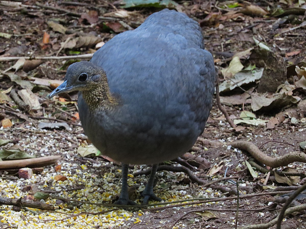 Solitary Tinamou - ML640387568