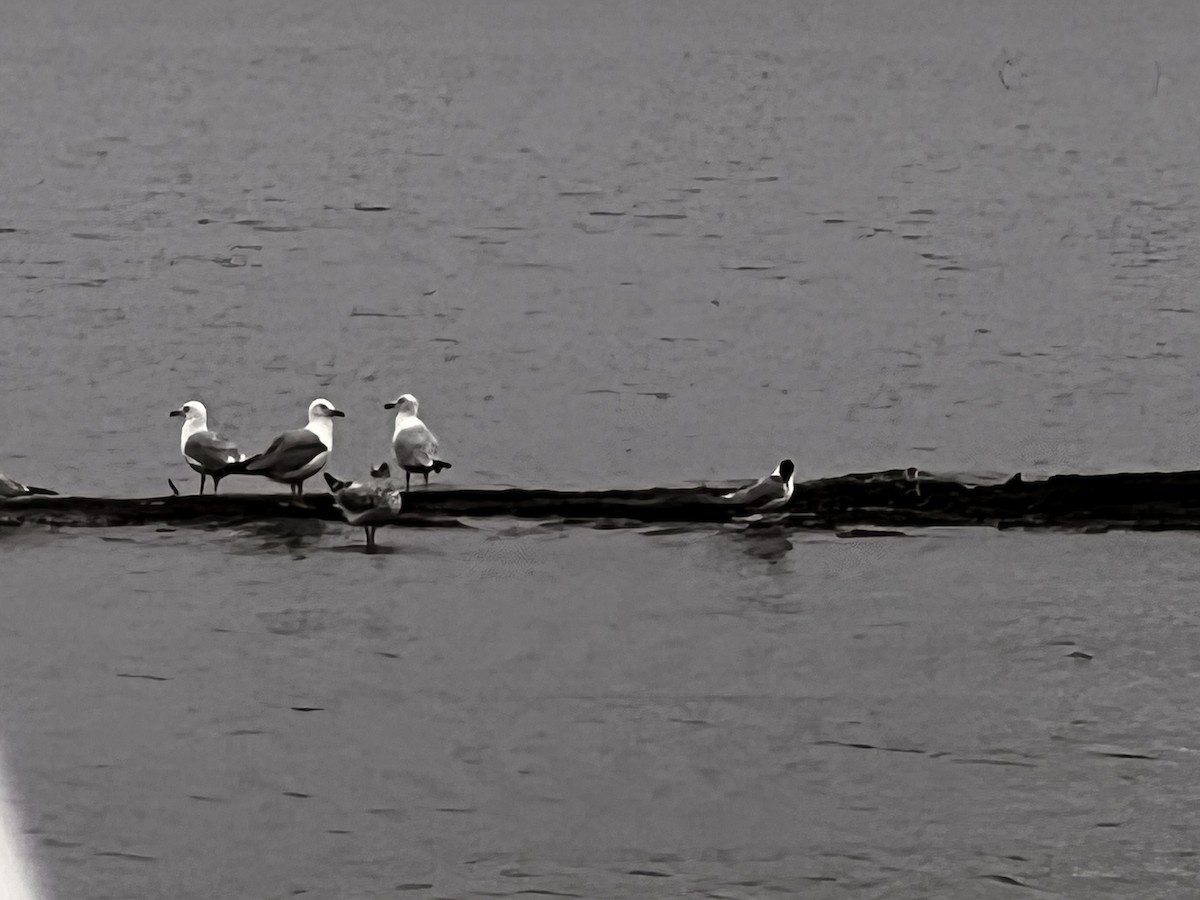 racek Bonapartův - ML640387583