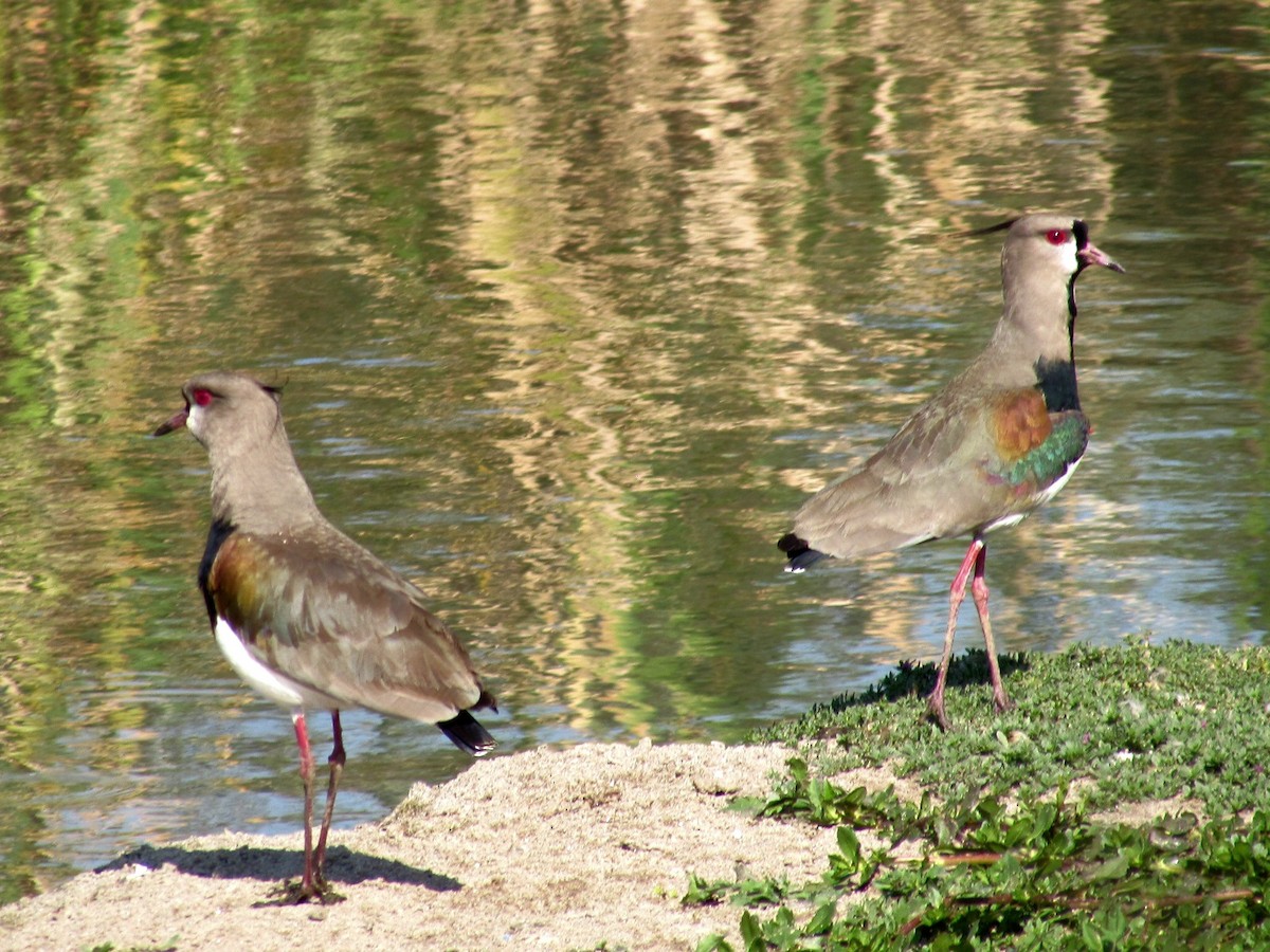 Southern Lapwing - ML640387586