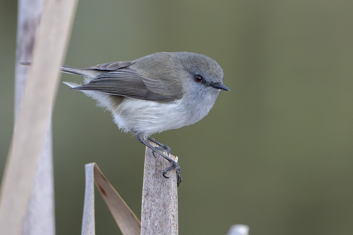 Gray Gerygone - ML640387590