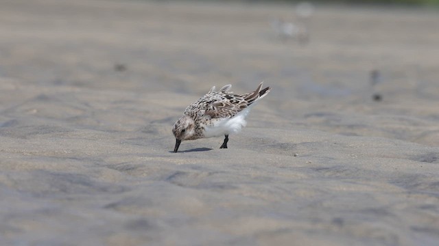 Sanderling - ML640387619