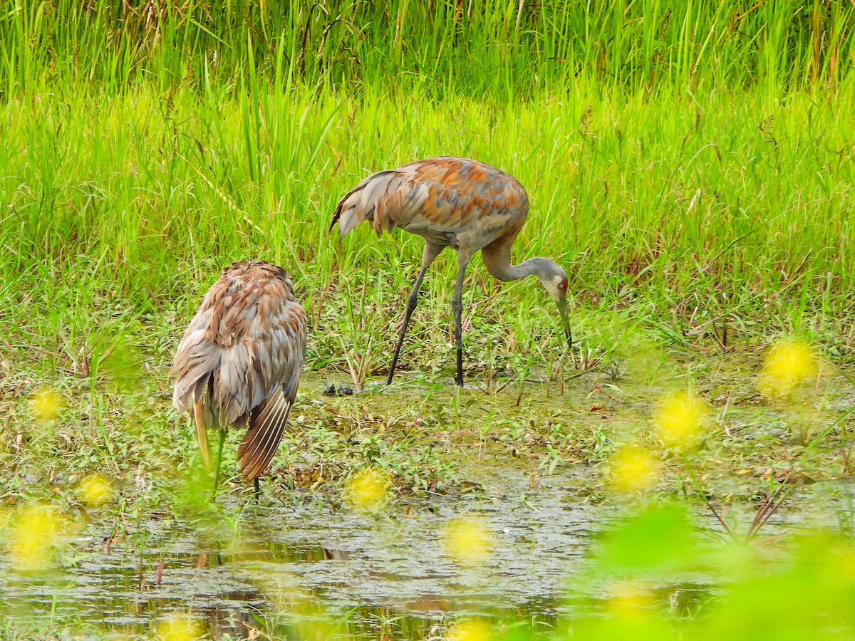 Sandhill Crane - ML640387636