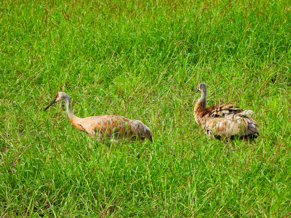 Sandhill Crane - ML640387637