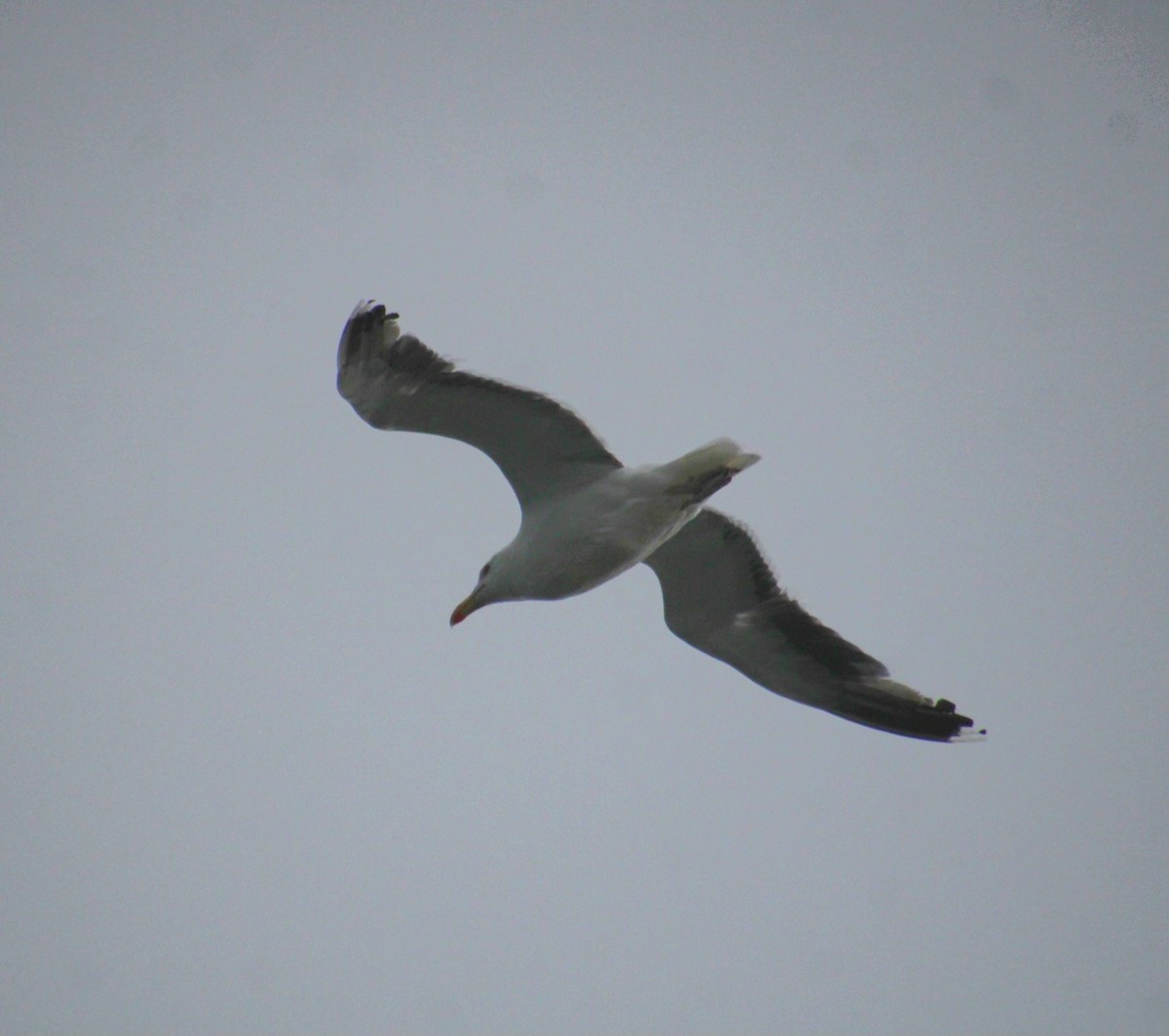 Great Black-backed Gull - ML640387638