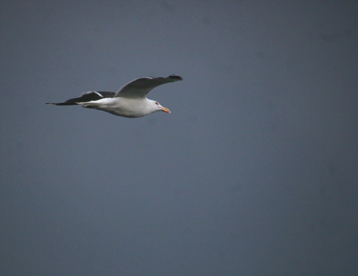 Great Black-backed Gull - ML640387640