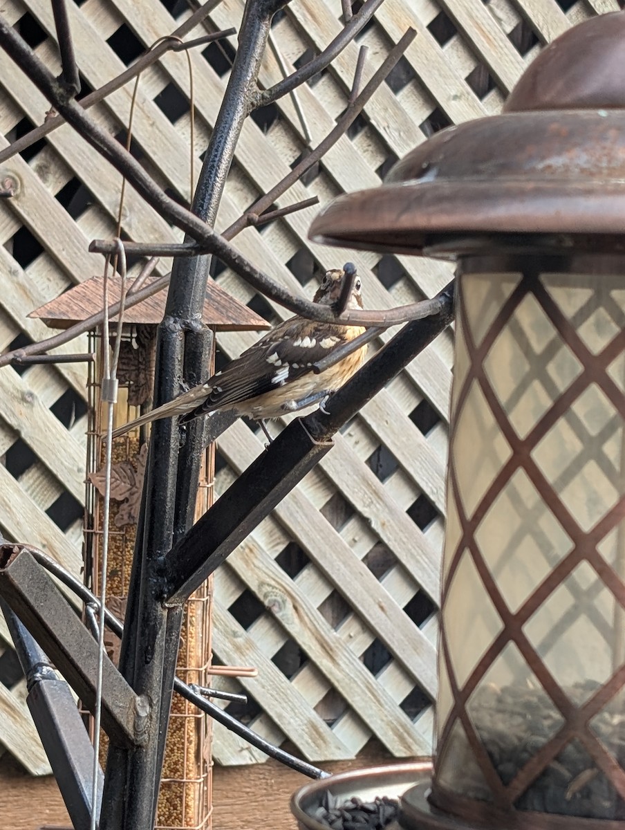 dlaskovec růžovoprsý - ML640387642