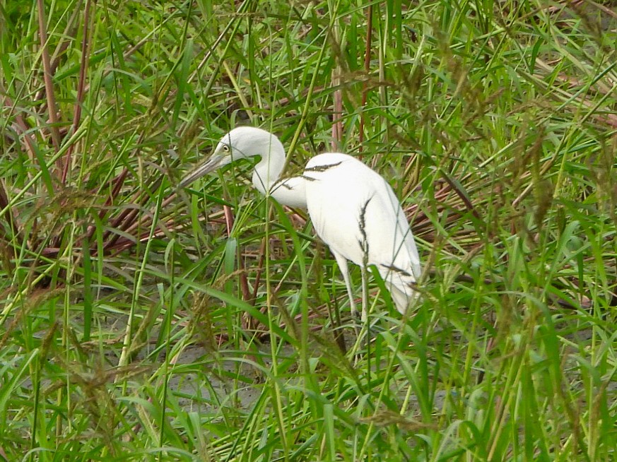 Little Blue Heron - ML640387647