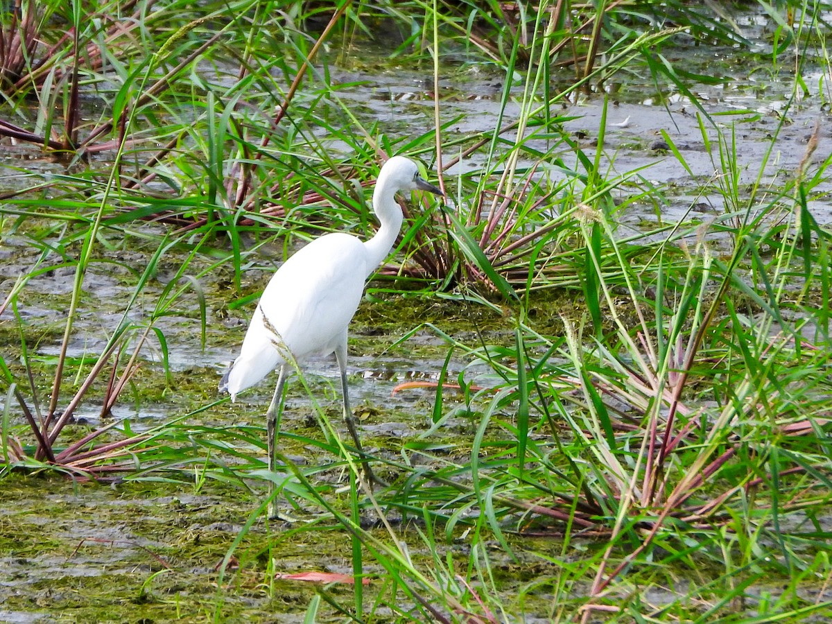 Little Blue Heron - ML640387648