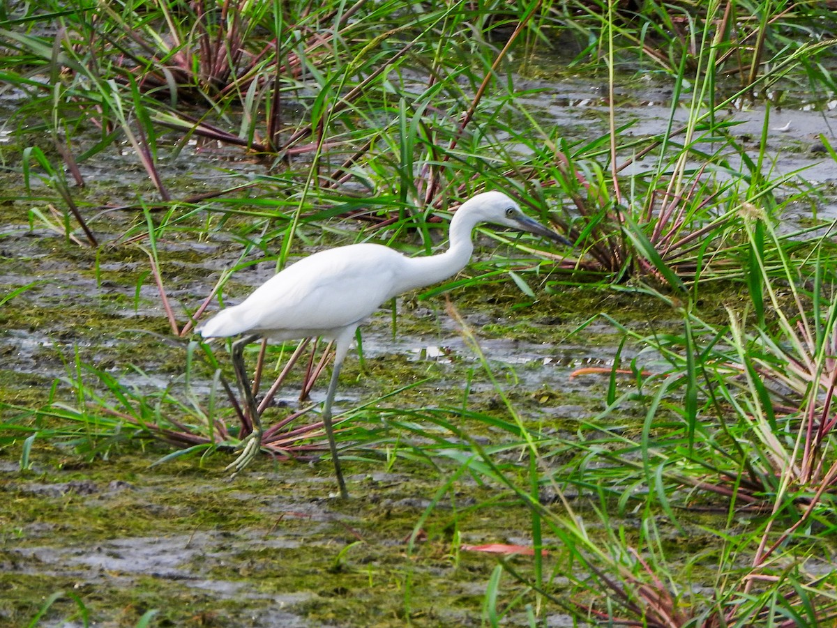 Little Blue Heron - ML640387649
