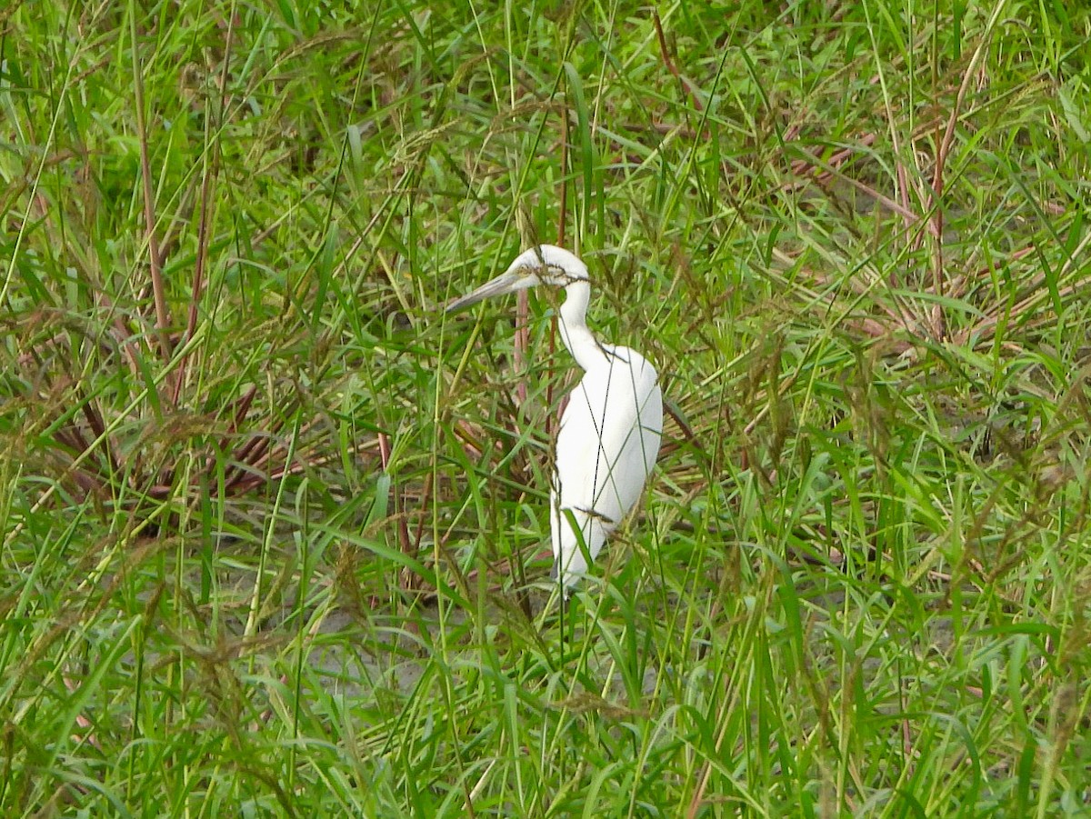 Little Blue Heron - ML640387650