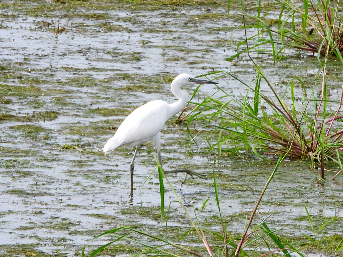 Little Blue Heron - ML640387651
