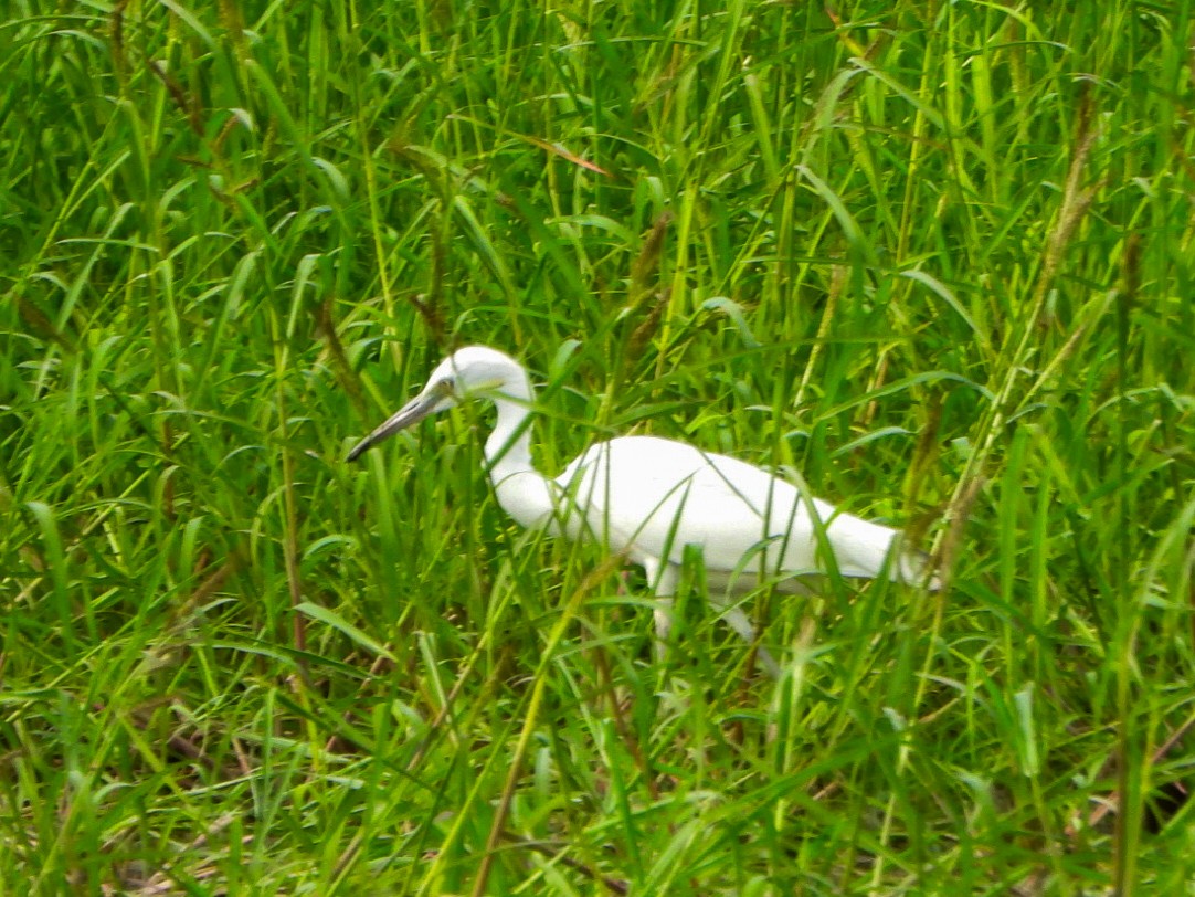 Little Blue Heron - ML640387652