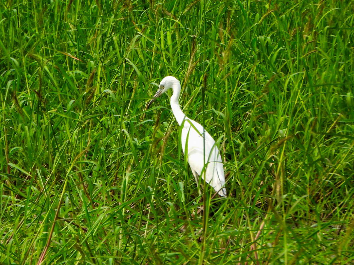 Little Blue Heron - ML640387653