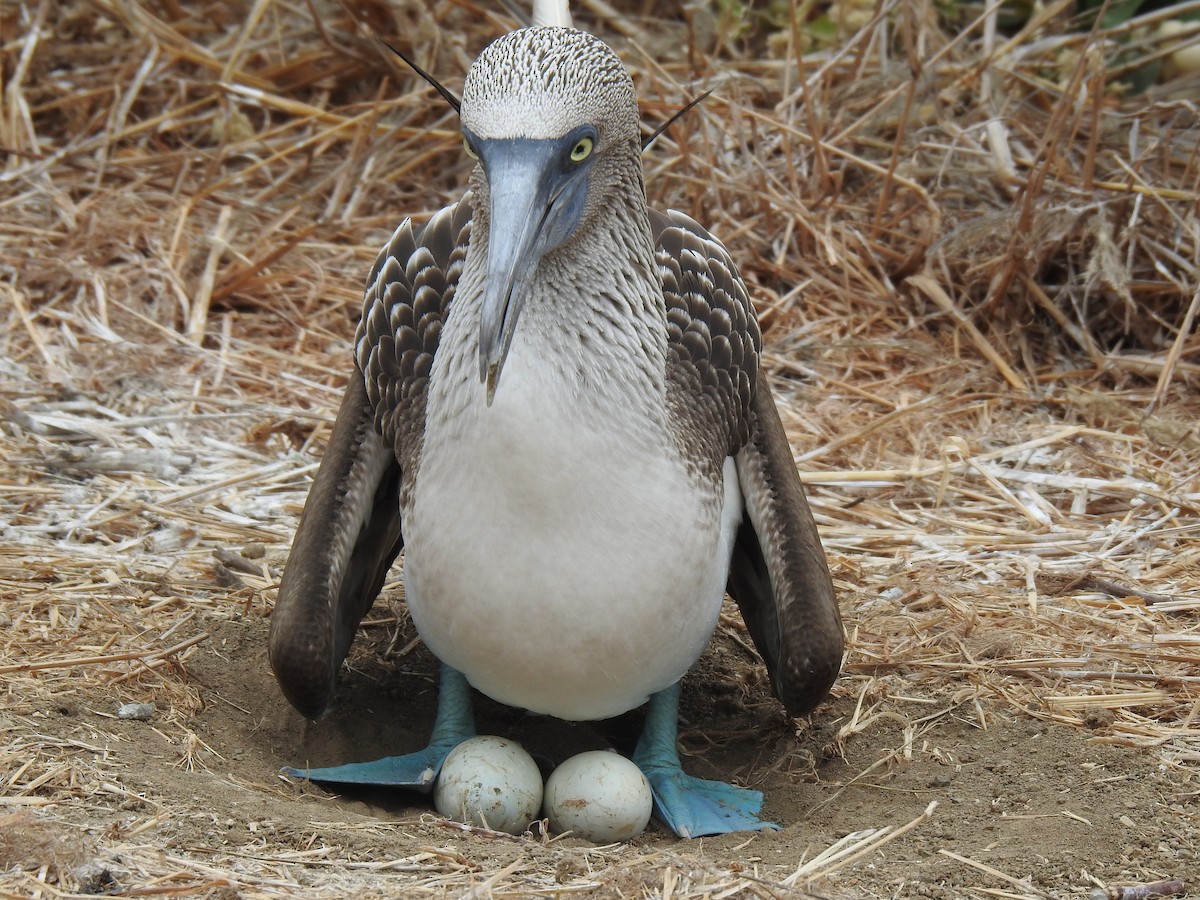 Blue-footed Booby - ML640387660