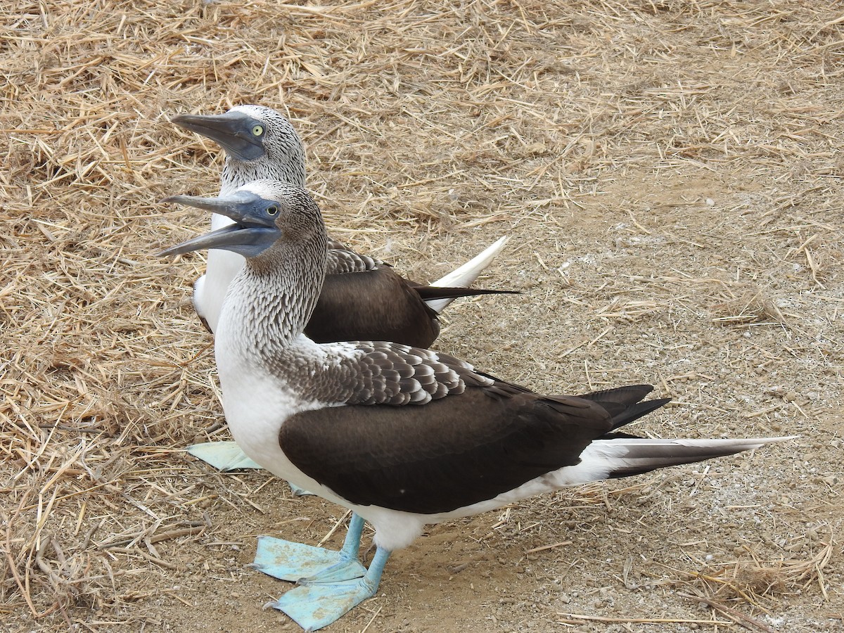 Blue-footed Booby - ML640387662