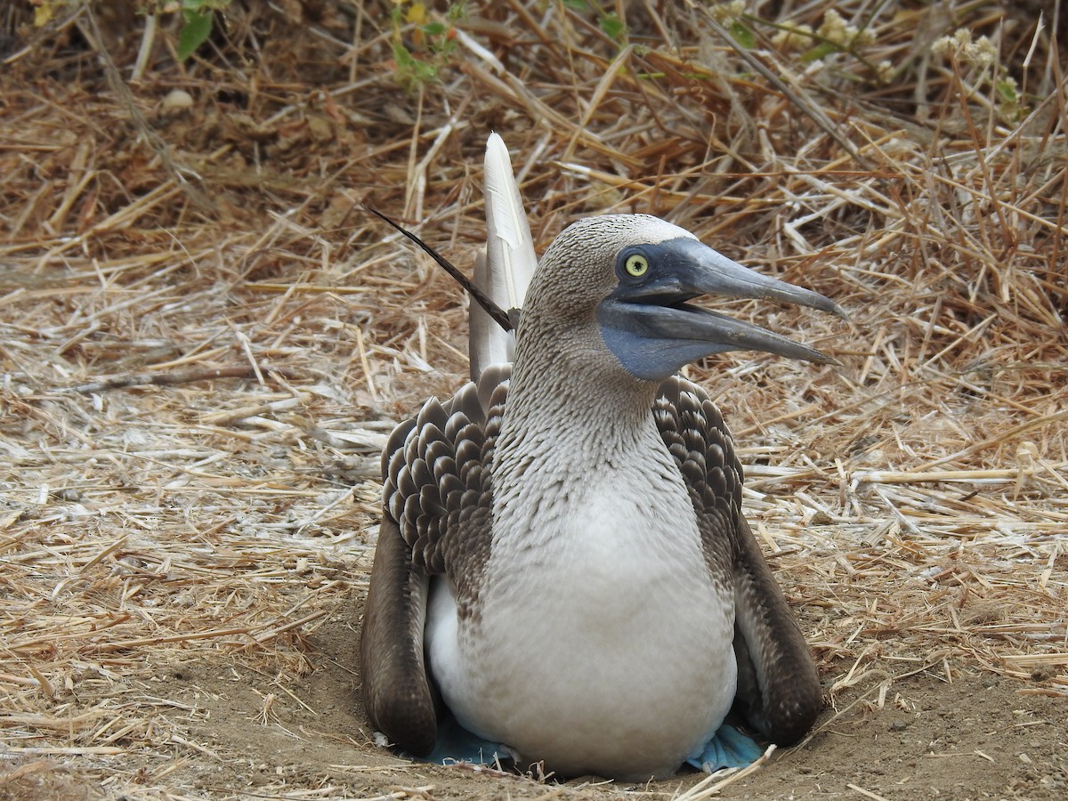 Blue-footed Booby - ML640387664