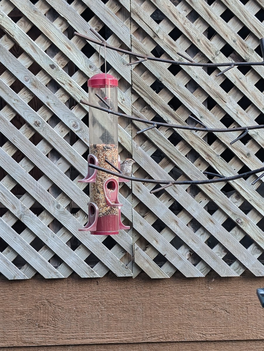 strnádka vrabcovitá - ML640387666