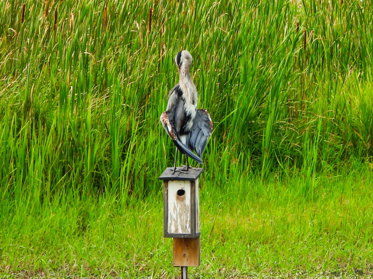 Great Blue Heron - ML640387669