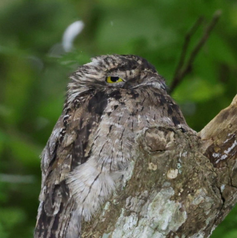 Common Potoo - ML640387673