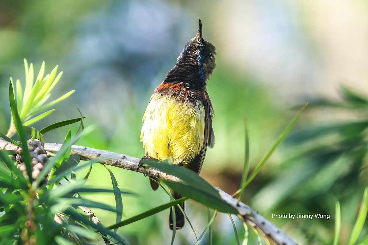 Ornate Sunbird - ML640387687