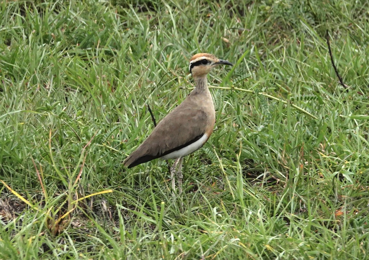 Temminck's Courser - ML640387713