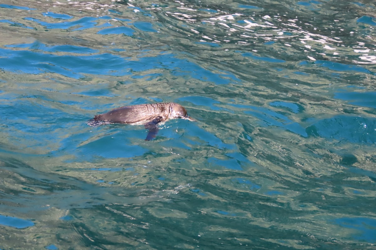 Pingüino de Galápagos - ML640387727
