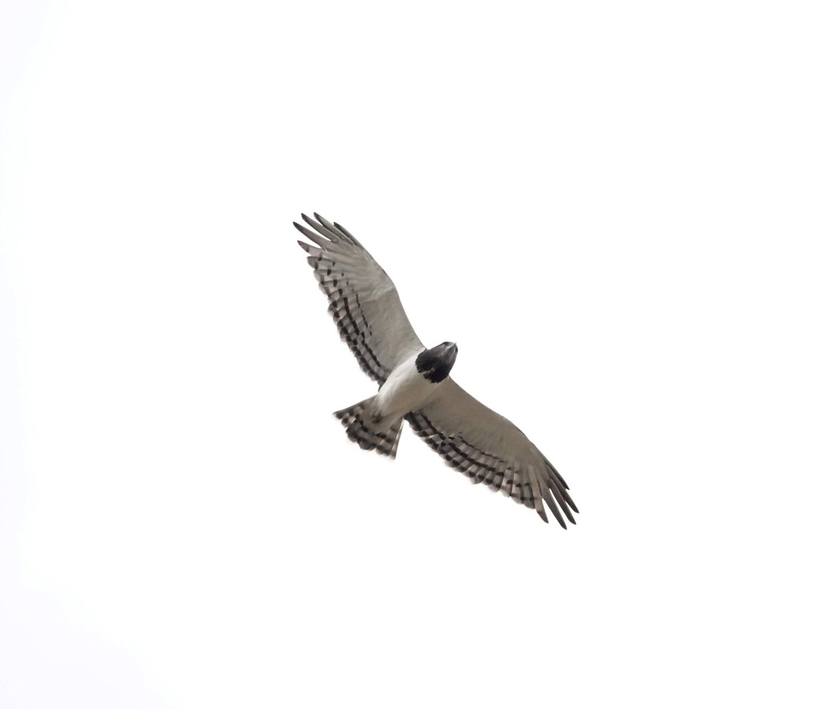 Black-chested Snake-Eagle - ML640387736