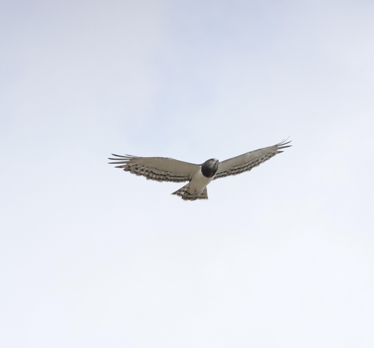Black-chested Snake-Eagle - ML640387737