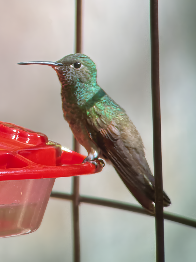 Berylline Hummingbird - ML640387752