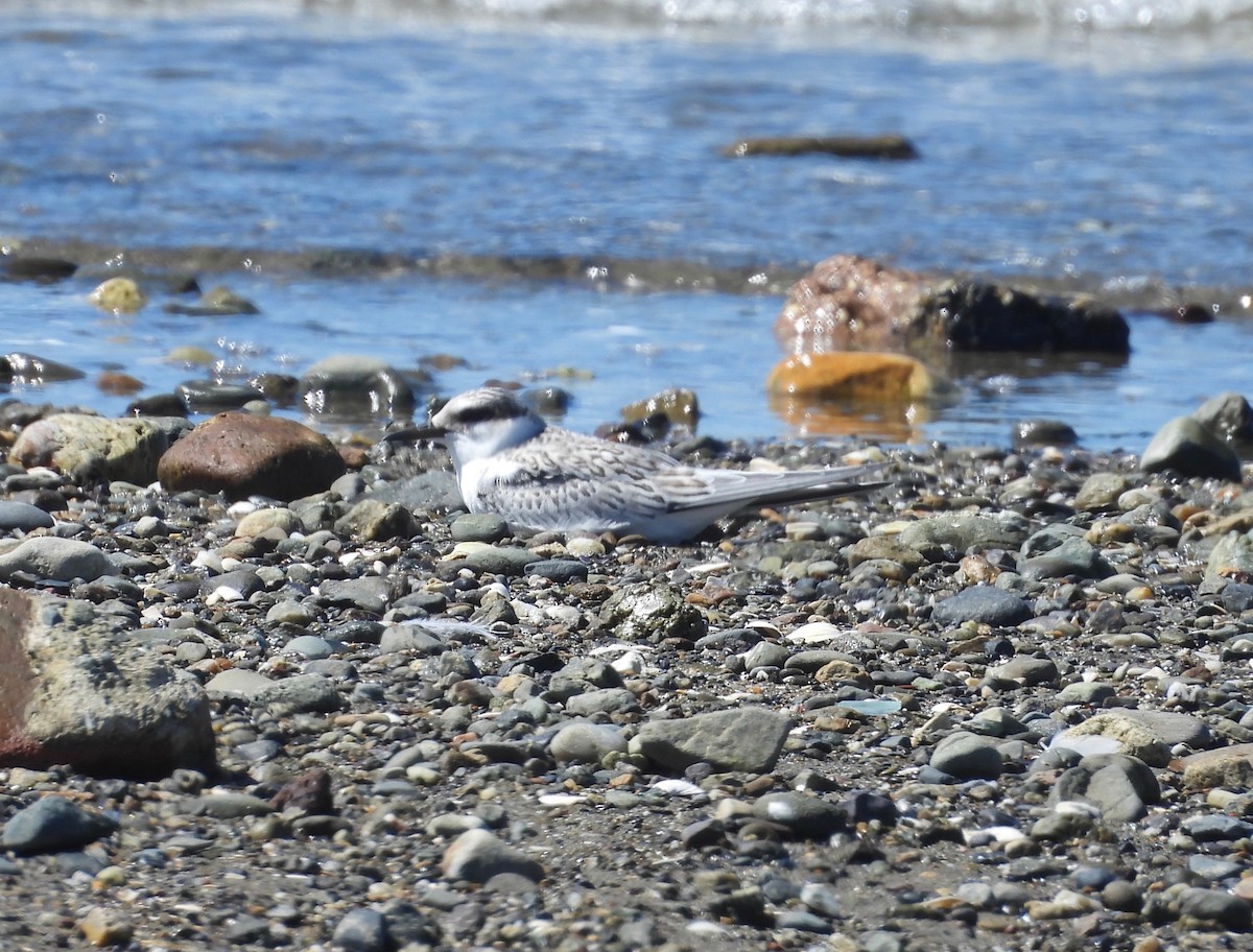 Least Tern - ML640387753