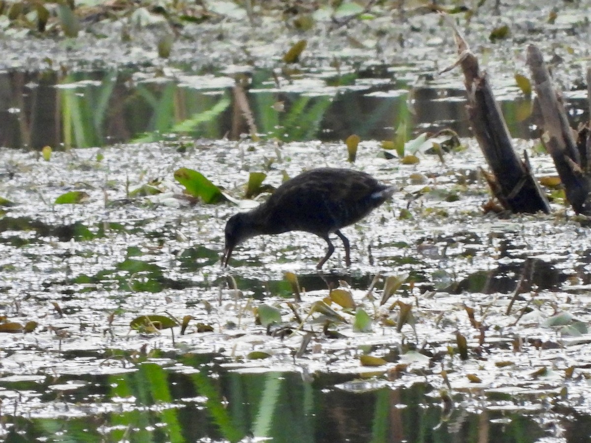 Virginia Rail - ML640387758