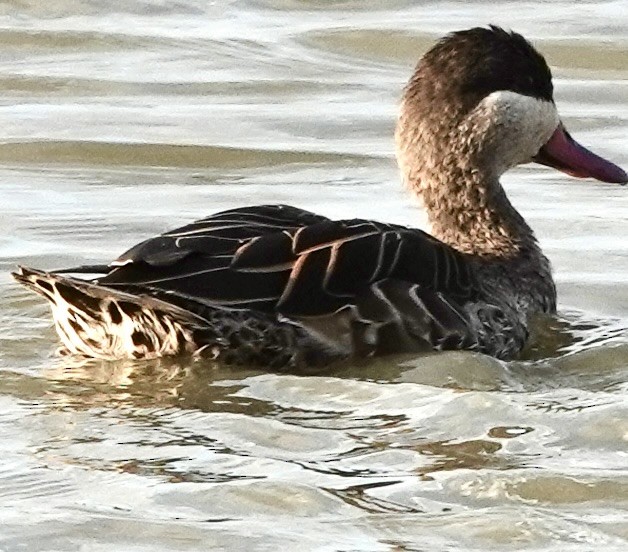 Red-billed Duck - ML640387761