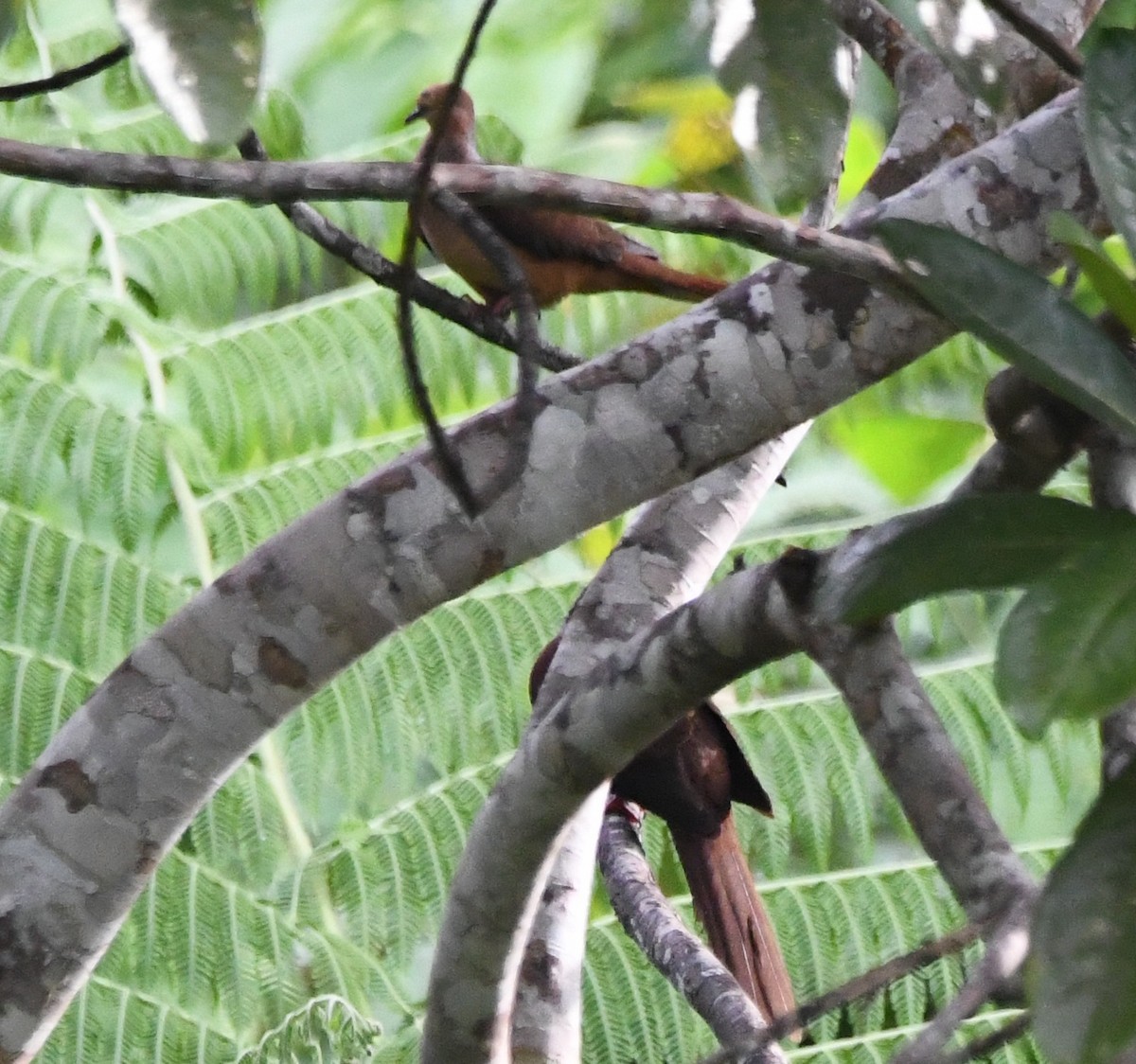 Sultan's Cuckoo-Dove - ML640387763
