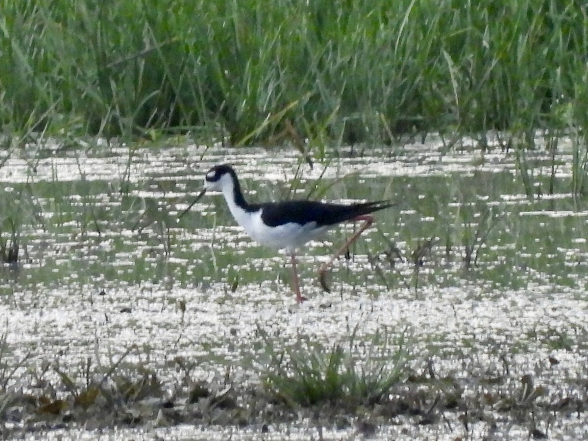 Black-necked Stilt - ML640387776