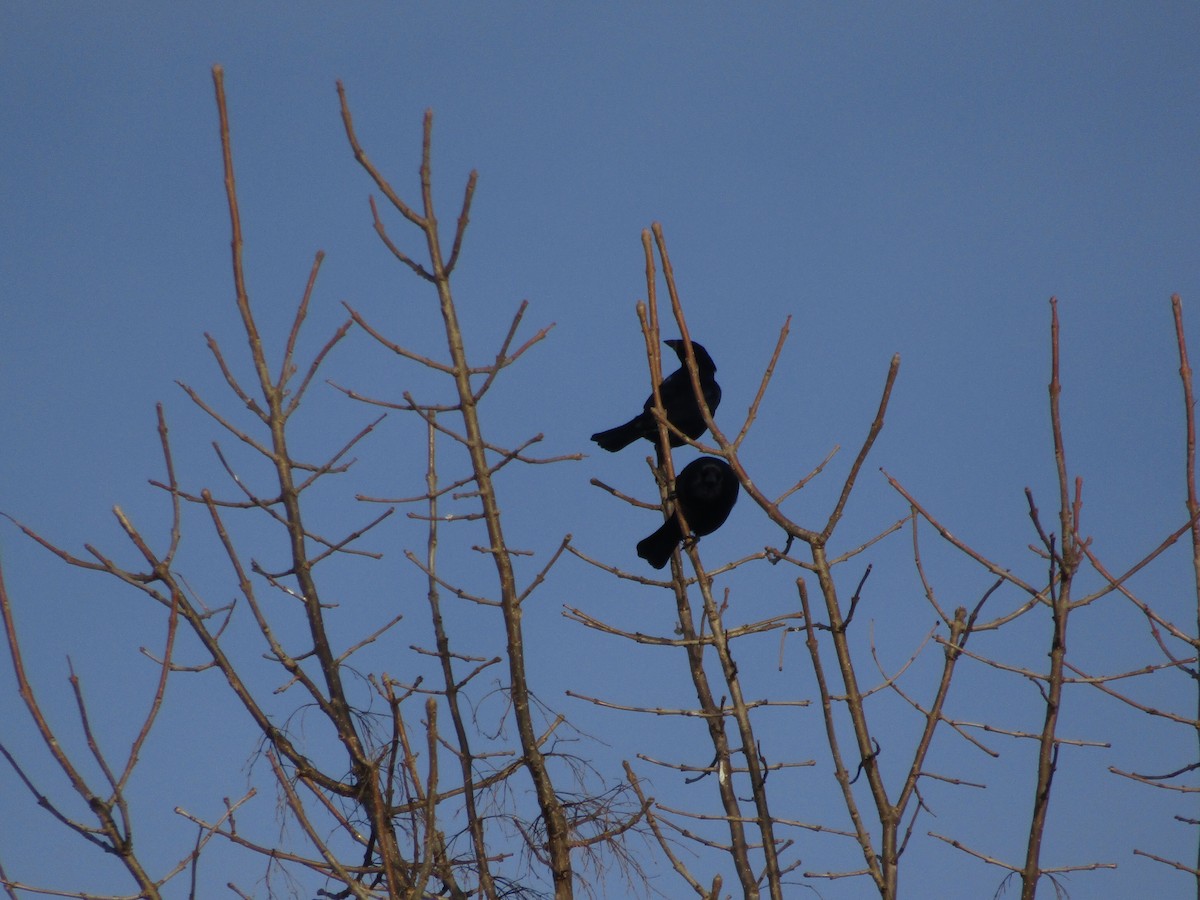 Shiny Cowbird - ML640387789