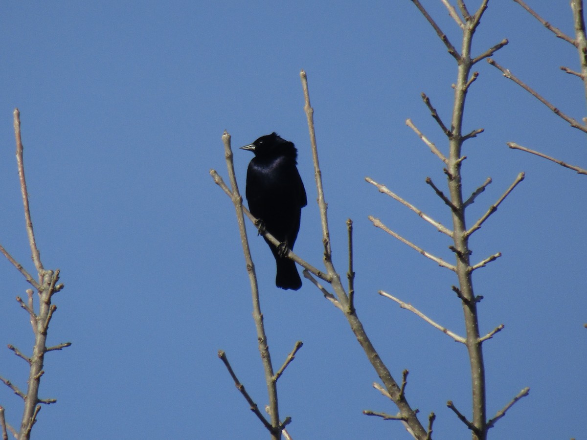 Shiny Cowbird - ML640387790