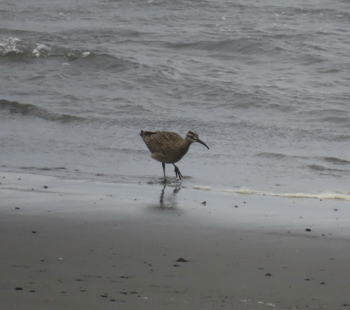 Whimbrel - ML640387799