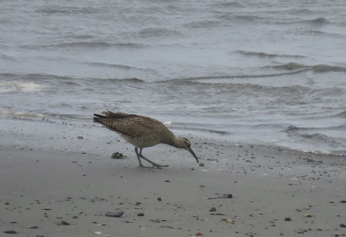 Whimbrel - ML640387821