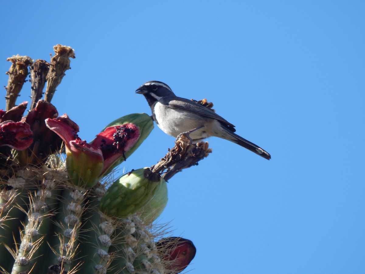 Black-throated Sparrow - ML640387884