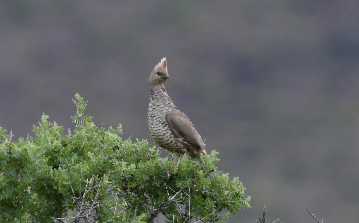 Scaled Quail - ML640387937