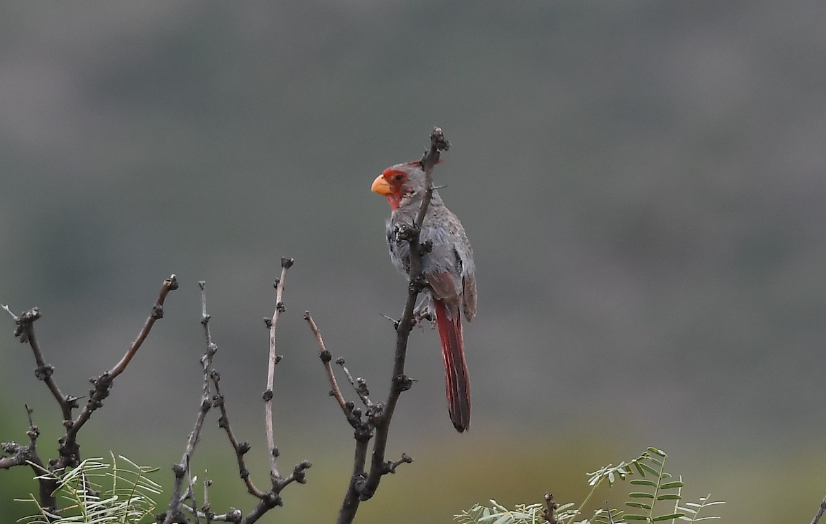 Pyrrhuloxia - ML640387944