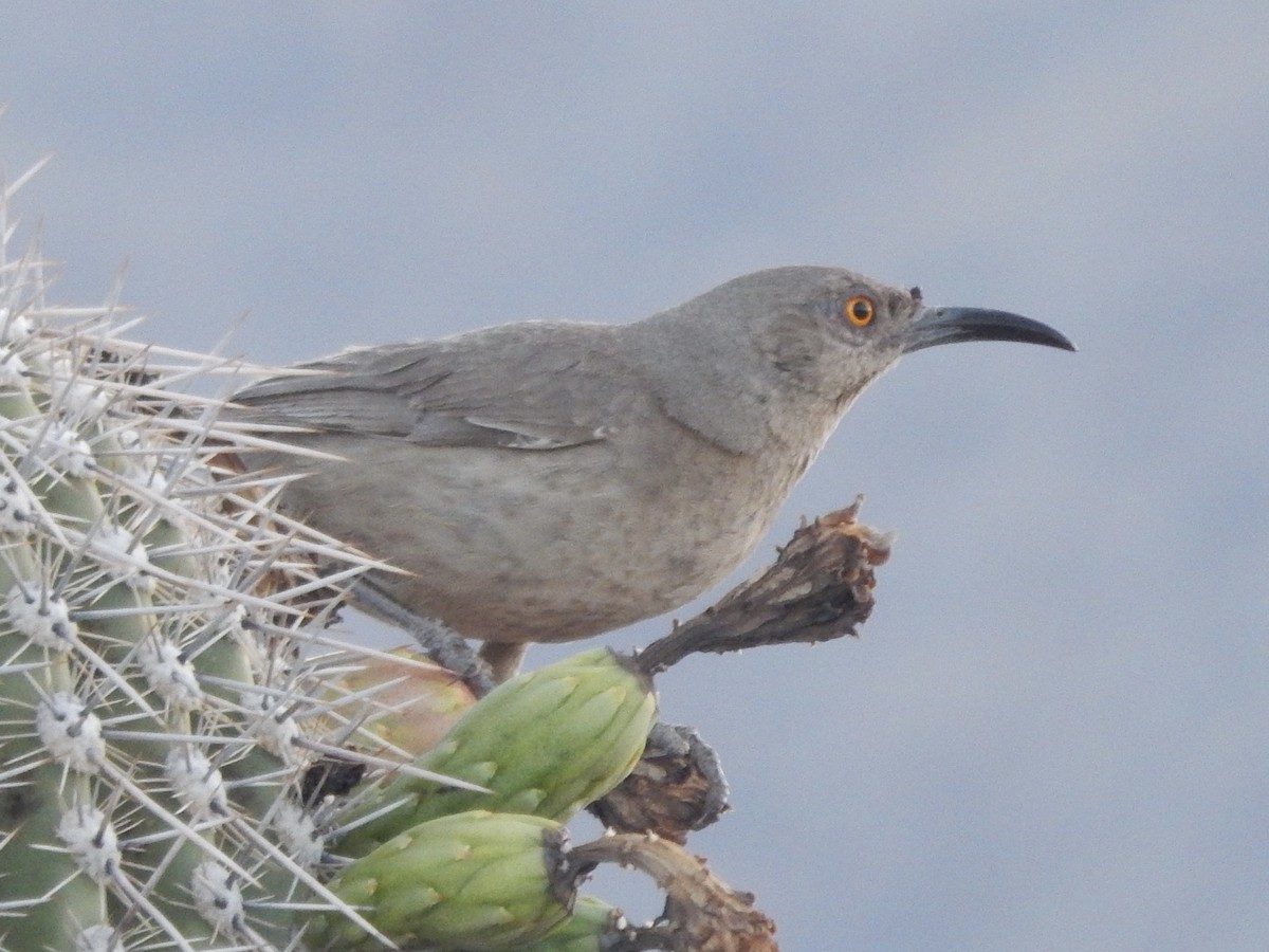 Curve-billed Thrasher - ML640387967