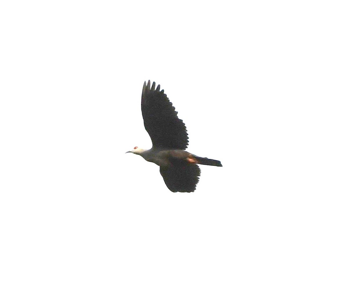 Pinon's Imperial-Pigeon - ML640387976