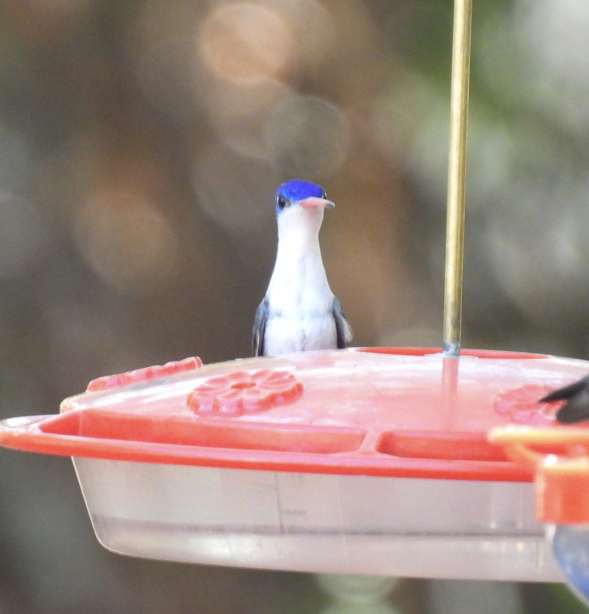 Violet-crowned Hummingbird - ML640387987